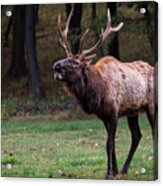 Challenger Acrylic Print