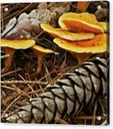 Chanterell Mushrooms Acrylic Print
