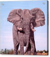 Charging Elephant Acrylic Print