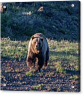 Charging Grizzly Acrylic Print