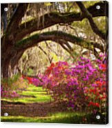 Charleston Sc Magnolia Plantation Gardens - Memory Lane Acrylic Print