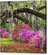 Charleston South Carolina Spring Flowers Lowcountry Landscape Photography Acrylic Print