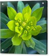 Chartreuse Flower Acrylic Print