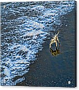 Chasing Waves Acrylic Print