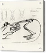 Checkered Elephant Shrew Skeleton Acrylic Print