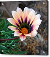 Cheerful Flower Acrylic Print