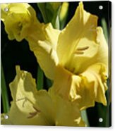 Cheerful Gladiolus Acrylic Print