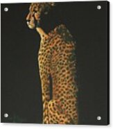 Cheetah At Sunset Acrylic Print