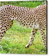 Cheetah Canvas Print,photographic Print,art Print,framed Print,greeting Card,iphone Case, Acrylic Print