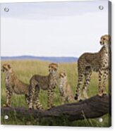 Cheetah Mother Cubs Masai Mara National Acrylic Print