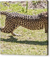 Cheetah Running Across Acrylic Print