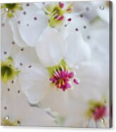 Cherry Blooms Acrylic Print