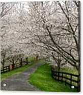 Cherry Blossom Lane Acrylic Print