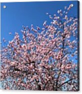 Cherry Blossom Pink And Blue Spring Colors Acrylic Print