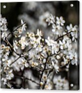 Cherry Blossoms 2 Acrylic Print