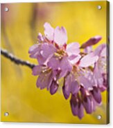 Cherry Blossoms Against Yellow Acrylic Print