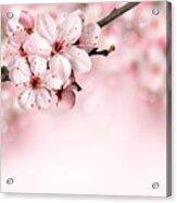 Cherry Blossoms In Bloom Acrylic Print