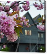 Cherry Blossoms In Front Of The Salem Witch House Salem Ma Acrylic Print