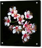 Cherry Blossoms Acrylic Print