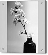 Cherry Blossoms In Vase Bw Acrylic Print