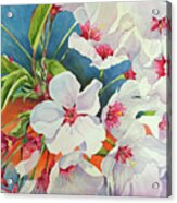 Cherry Blossomsa Acrylic Print