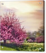 Cherry Orchard Hill Acrylic Print