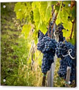 Chianti Grapes Acrylic Print