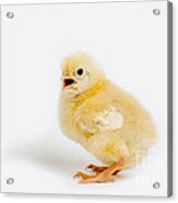 Chick Calling Out Acrylic Print