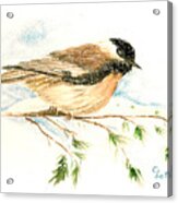 Chickadee Acrylic Print