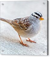 White Crowned Sparrow Acrylic Print