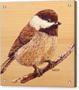 Chickadee Acrylic Print