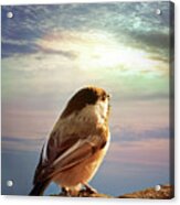 Chickadee Sunrise Acrylic Print