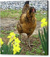 Chicken Among Daffodils Acrylic Print