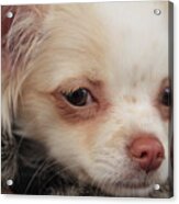 Chihuahua Portrait Acrylic Print