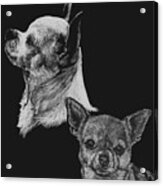 Chihuahua Acrylic Print