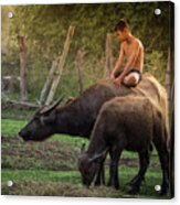 Child Riding Buffalo In Countryside Thailand. Acrylic Print
