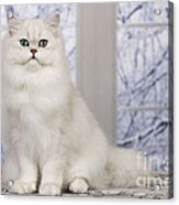 Chinchilla Persian Cat Acrylic Print