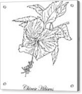 Chinese Hibiscus. Botanical Acrylic Print