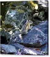 Chipmunk Art #1 Acrylic Print