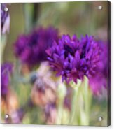 Chive Blossoms Acrylic Print