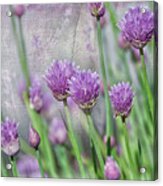 Chives In Texture Acrylic Print