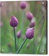 Chives Acrylic Print