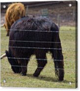 Chocolate Highland Cow In Pasture Acrylic Print