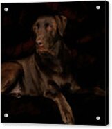 Chocolate Lab Dog Acrylic Print