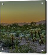 Cholla Desert Sunset Acrylic Print