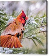 Christmas Cardinal Acrylic Print