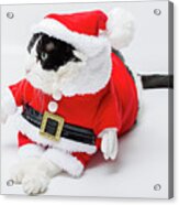 Christmas Santa Cat Acrylic Print