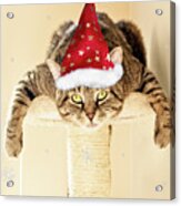 Christmas Splat Cat Acrylic Print