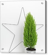 Christmas Star And Little Green Tree Acrylic Print