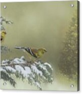 Christmas With The Goldfinches Acrylic Print